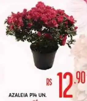 Azaleia P14