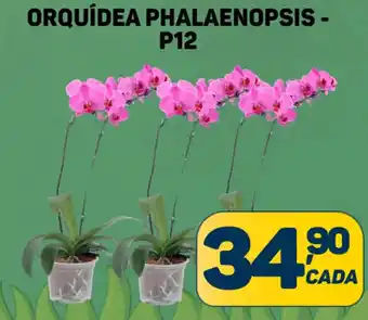 Dom Atacadista ORQUÍDEA PHALAENOPSIS - P12 oferta