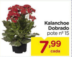 Kalanchoe Dobrado
