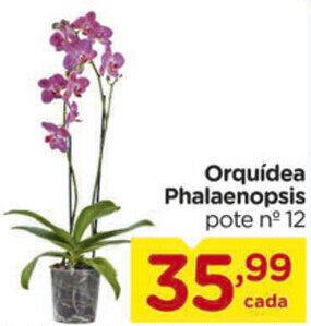 Carrefour Orquidea Phalaenopsis oferta