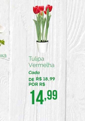 Tulipa Vermelha