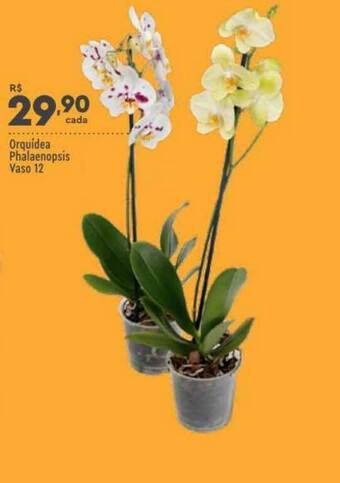 Supper Rissul Orquídea Phalaenopsis Vaso 12 oferta