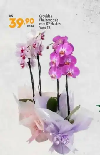 Orquídea Phalaenopsis Com 02 Hastes Vaso 12