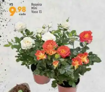 Roseira Mini Vaso 13