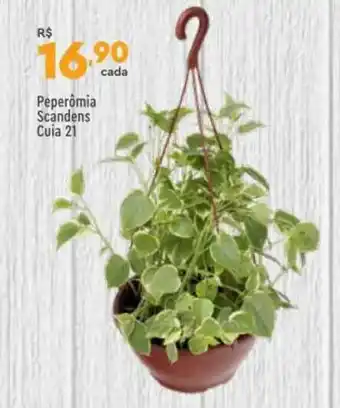 Peperômia Scandens Cula 21