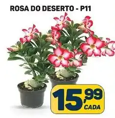 Dom Atacadista ROSA DO DESERTO - P11 oferta