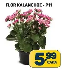 Dom Atacadista FLOR KALANCHOE - P11 oferta