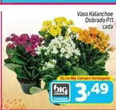 Vaso Kalanchoe Dobrado