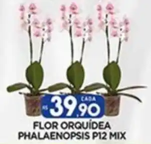 FLOR ORQUÍDEA PHALAENOPSIS P12 MIX