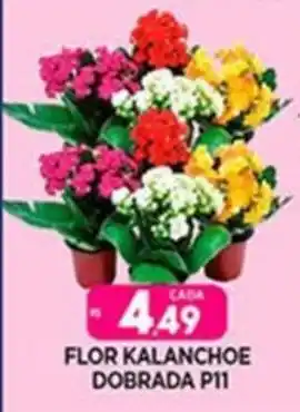 Supermercado Porecatu FLOR KALANCHOE DOBRADA P11 oferta