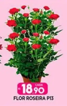Supermercado Porecatu FLOR ROSEIRA P13 oferta