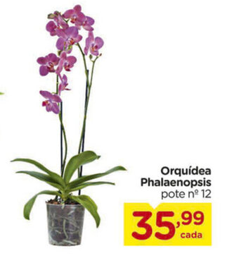 Carrefour Orquidea Phalaenopsis oferta