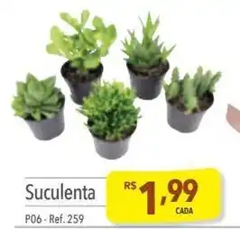 Supermercados Condor Suculenta P06-Ref. 259 oferta