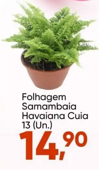 Folhagem Samambaia Havaiana Cuia 13 (un.)