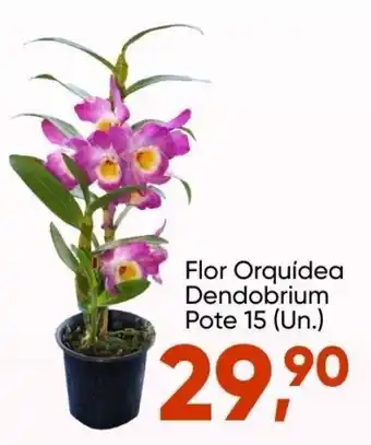 Imec Supermercados Flor Orquidea Dendobrium Pote 15 (un.) oferta