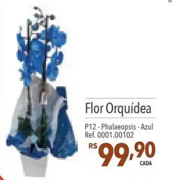 Supermercados Condor Flor Orquídea P12 - Phalaenopsis Ref. 0001.00029 oferta