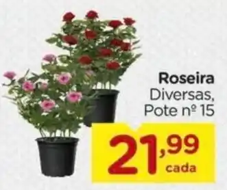 Carrefour Roseira Diversas, Pote nº 15 oferta