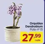 Carrefour Orquídea - orquidea dendrobium oferta