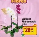 Muffato Orquídea - phalaenopsis oferta