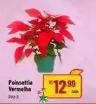 Poinsettia vermelha