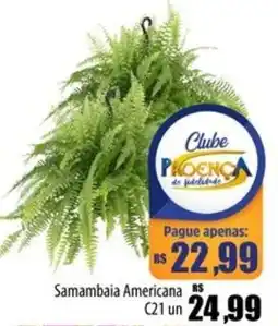 Proença Supermercados Samambaia Americana C21 un oferta