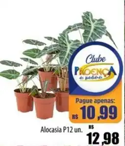 Proença Supermercados Alocasia P12 un. oferta