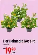 Muffato Flor - holambra roseira oferta