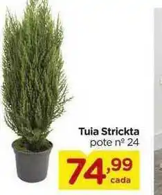 Tuia Strickta Pote N°24