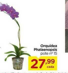 Carrefour Orquidea Phalaenopsis Pote N°15 oferta