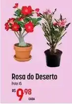 Muffato Rosa - do deserto oferta