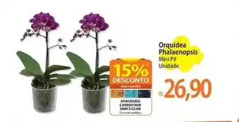 Atacadão Carrefour - orquidea phalaenopsis oferta