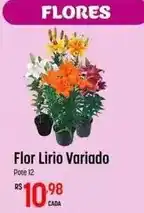 Muffato Lirio - flor oferta