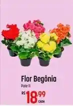 Muffato Flor - begonia oferta