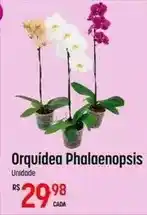 Muffato Orquídea - orquidea phalaenopsis oferta