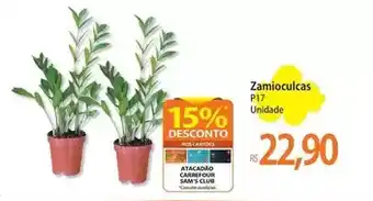 Atacadão Zamioculcas p17 oferta