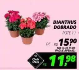 Dianthus dianthus pote 11