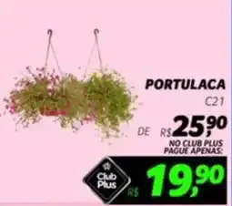 Portulaca c21