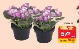 GBarbosa Violeta P11 oferta