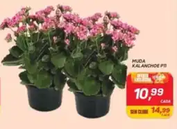 GBarbosa Muda kalanchoe p11 oferta
