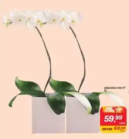 GBarbosa Orquidea mix pt 12 oferta