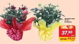 GBarbosa Roseira mini pt 13 especial oferta