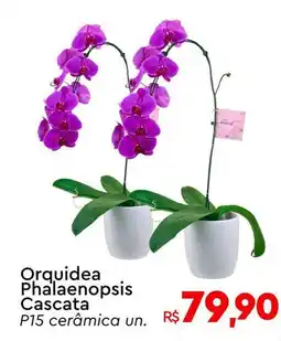 Komprao Atacadista Orquidea Phalaenopsis Cascata P15 cerâmica un. oferta