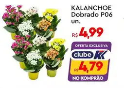 Komprao Atacadista KALANCHOE Dobrado P06 un. oferta