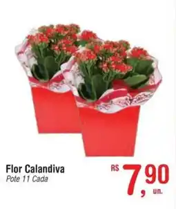 Fort Atacadista Flor Calandiva Pote 11 Cada oferta