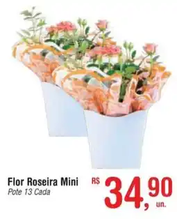 Fort Atacadista Flor Roseira Mini Pote 13 Cada oferta