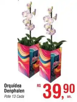 Fort Atacadista Orquídea Denphalen Pote 13 Cada oferta