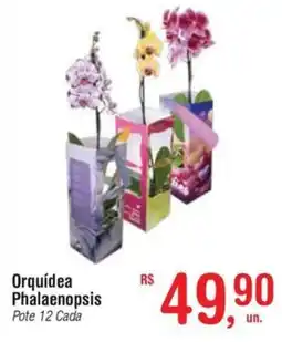 Fort Atacadista Orquídea Phalaenopsis Pote 12 Cada oferta