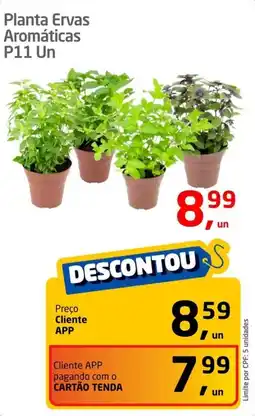 Tenda Atacado Planta Ervas Aromáticas P11 Un oferta