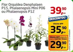 Flor Orquídea Denphalaen P15, Phalaenopsis Mini P06 ou Phalaenopsis P12