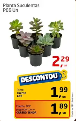 Planta Suculentas P06 Un